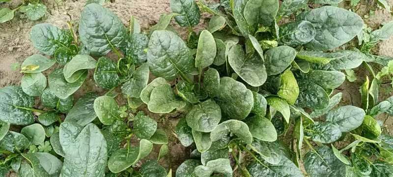 菠菜焯水处理过程