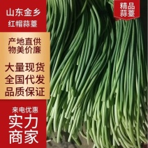 【金乡红帽蒜薹大量上市，可供市场、超市，电商，食堂！！！