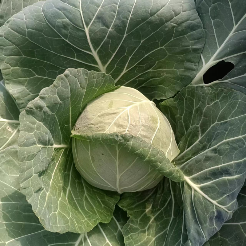 东北大棚大头菜扁包菜大量上市，价格便宜质量保证