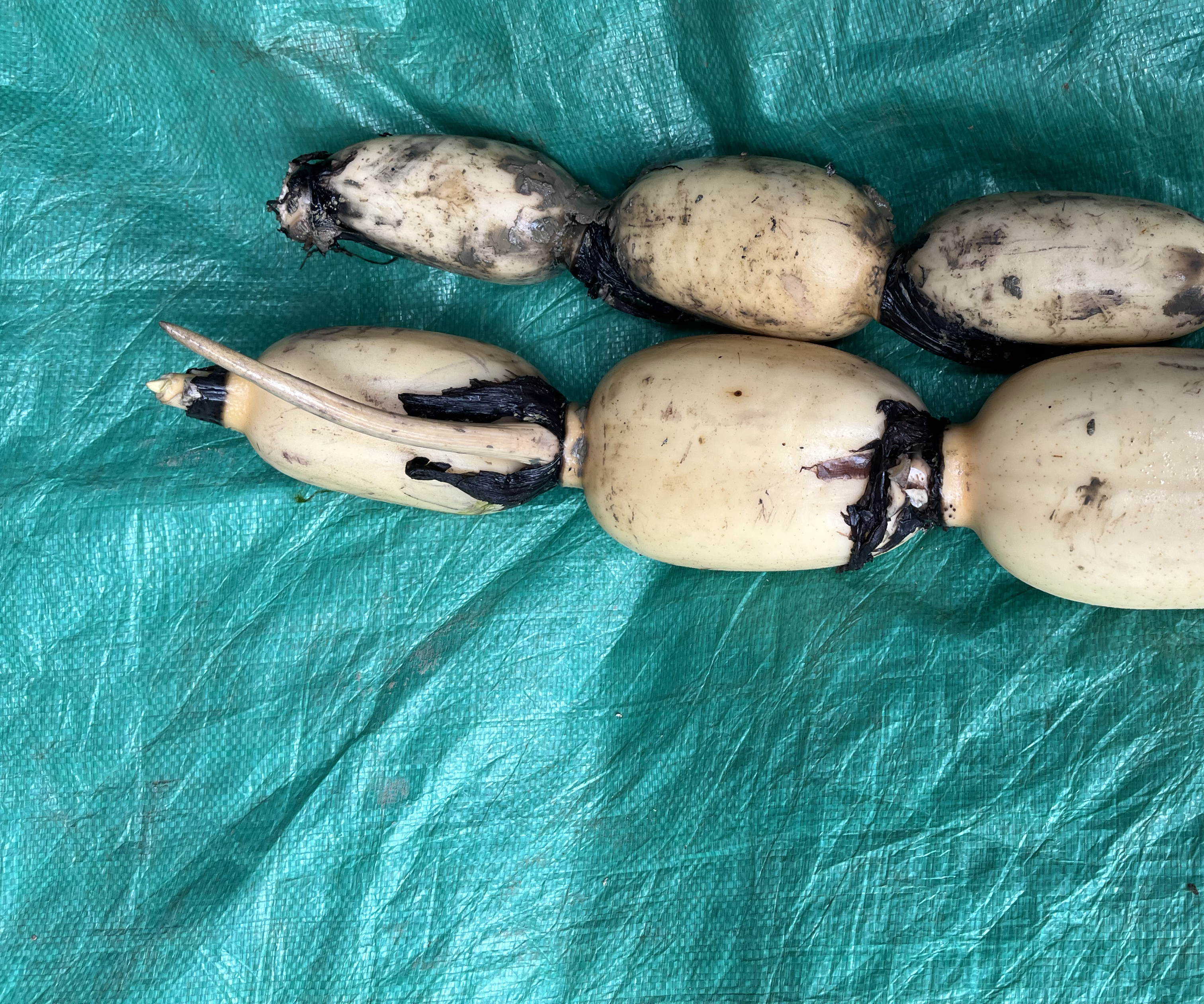 莲藕与绿豆食材特写:新鲜莲藕与绿色绿豆的搭配,展示汤品原材料 莲藕与绿豆食材特写