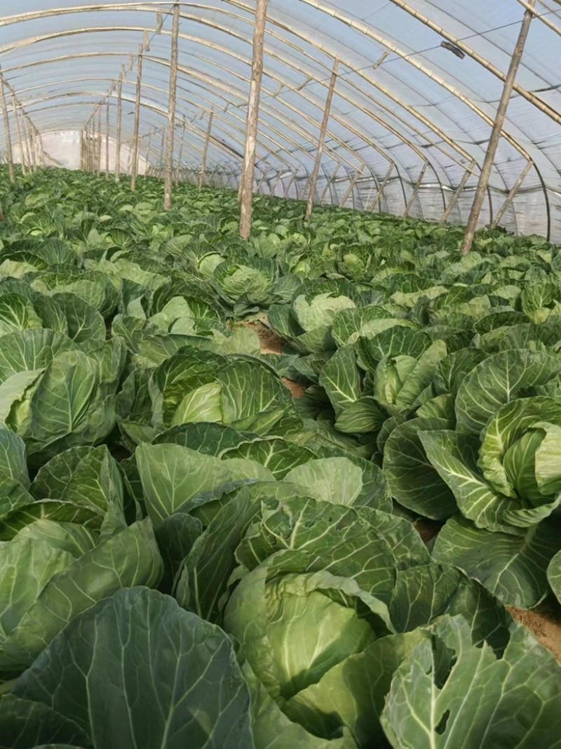 东北大棚大头菜扁包菜大量上市，价格便宜质量保证