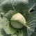 东北大棚大头菜扁包菜大量上市，价格便宜质量保证
