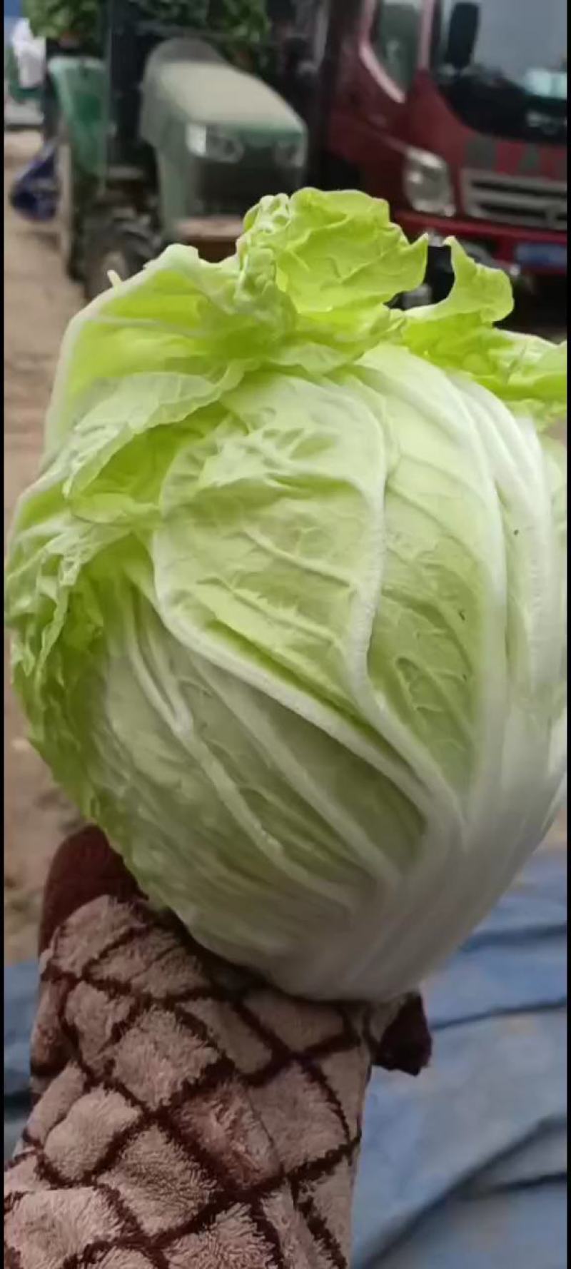 河南鸡腿白菜开封万亩蔬菜水果基地欢迎各位老板前来选购