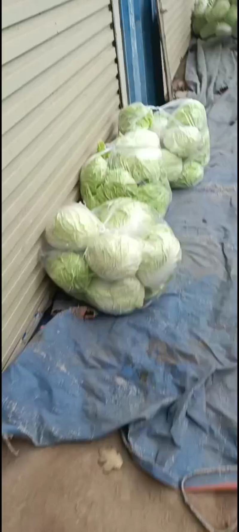 河南鸡腿白菜开封万亩蔬菜水果基地欢迎各位老板前来选购
