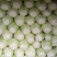 河南鸡腿白菜开封万亩蔬菜水果基地欢迎各位老板前来选购