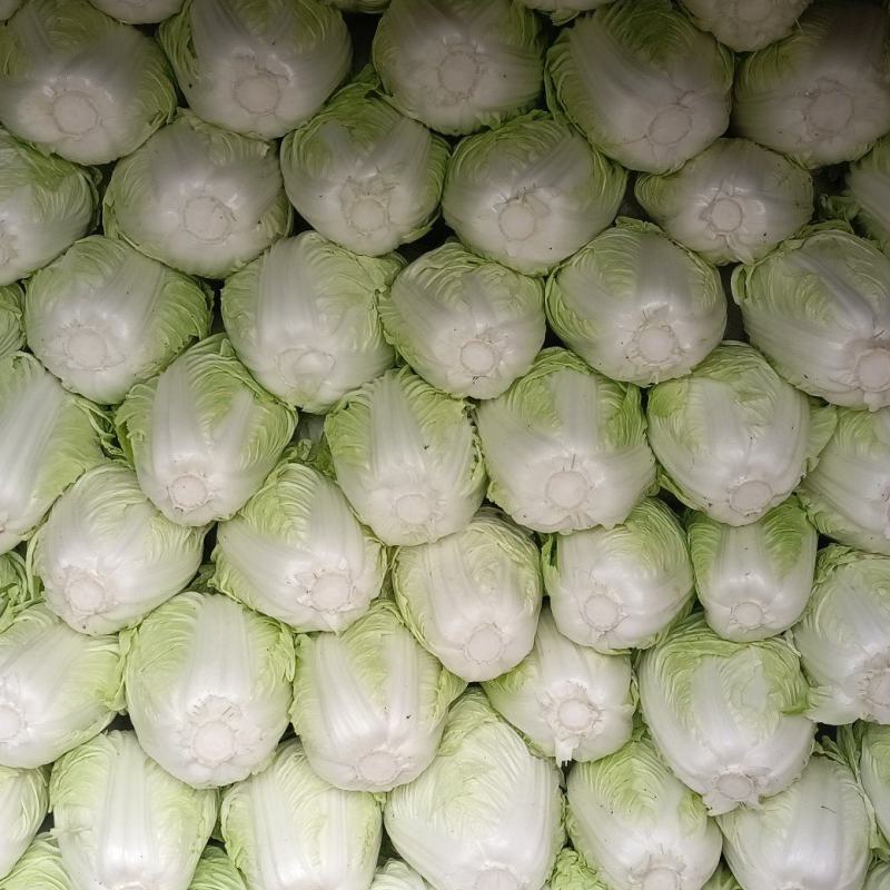 河南鸡腿白菜开封万亩蔬菜水果基地欢迎各位老板前来选购