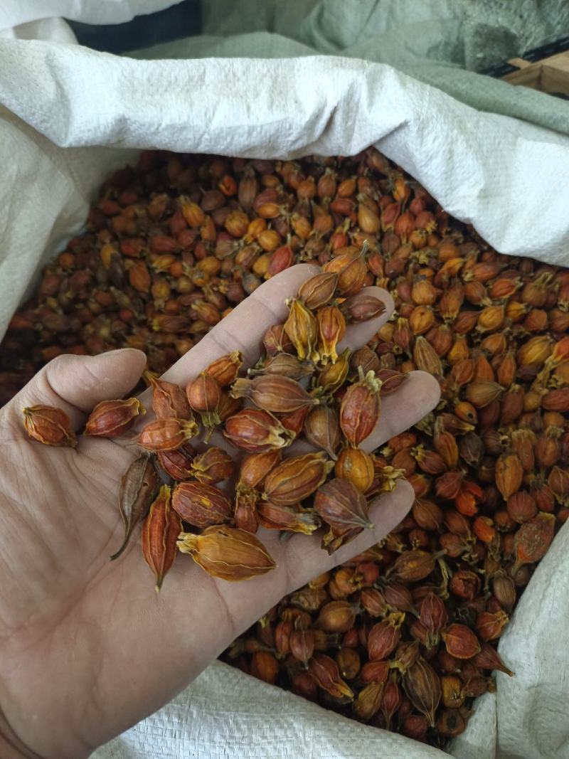 栀子好统货产地江西永盛药业品种齐全质量好价格低