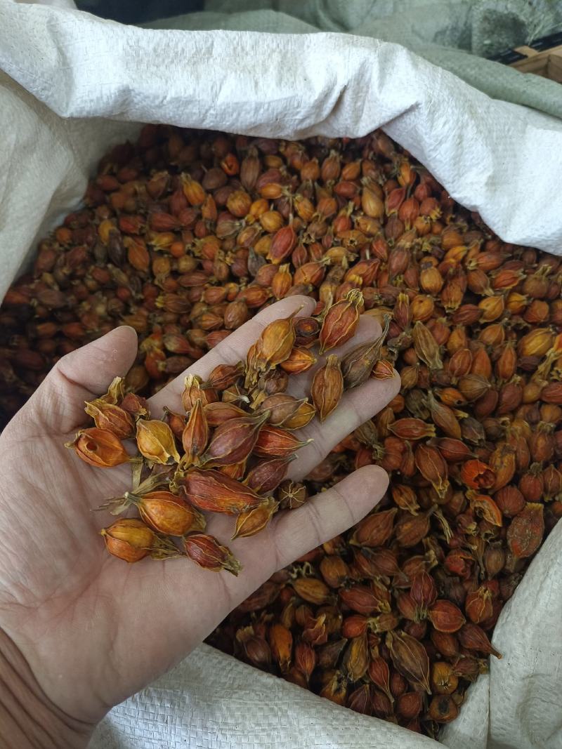 栀子好统货产地江西永盛药业品种齐全质量好价格低