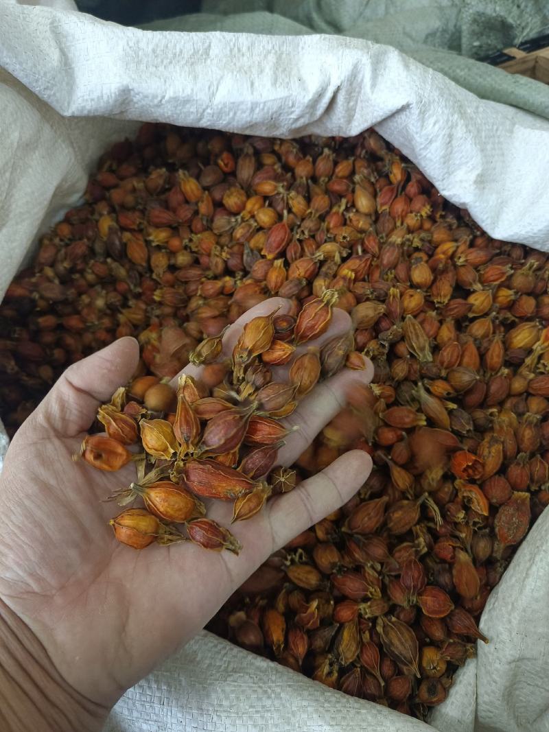 栀子好统货产地江西永盛药业品种齐全质量好价格低