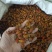 栀子好统货产地江西永盛药业品种齐全质量好价格低