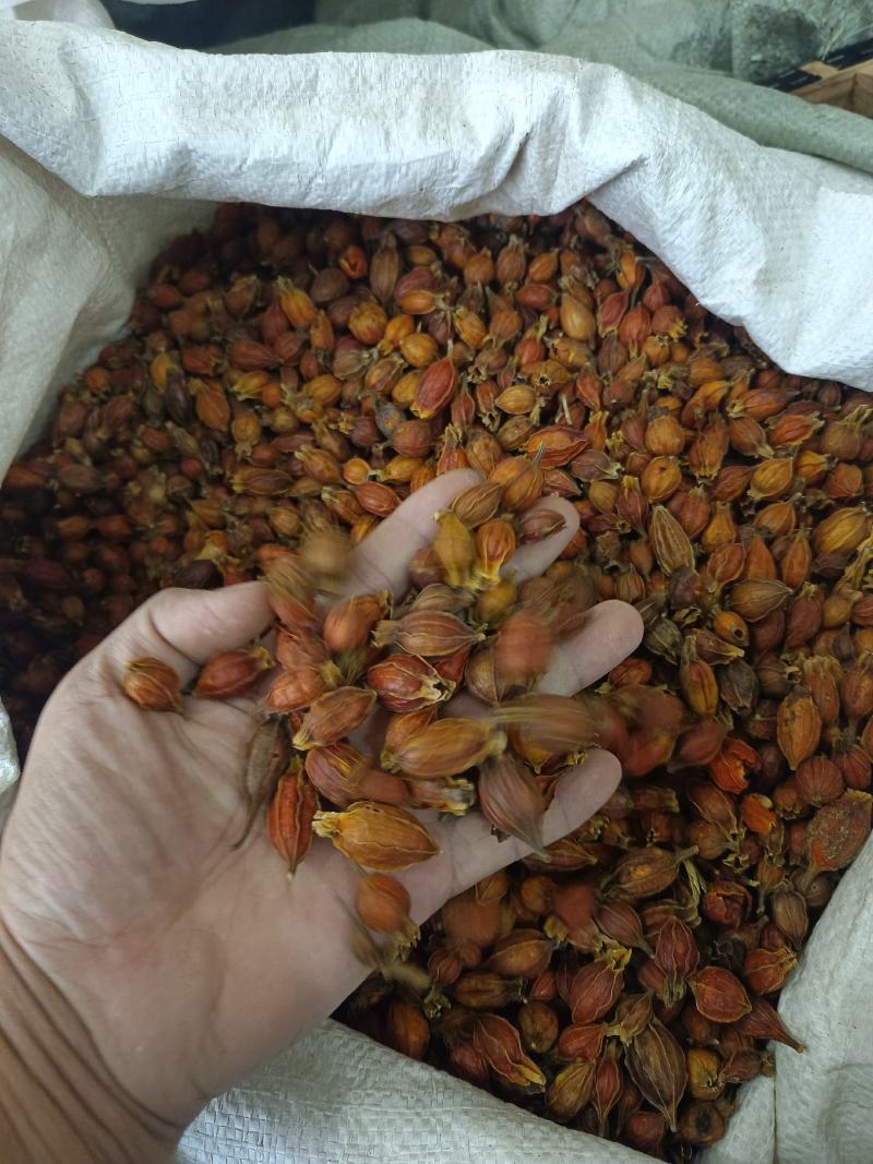 栀子好统货产地江西永盛药业品种齐全质量好价格低