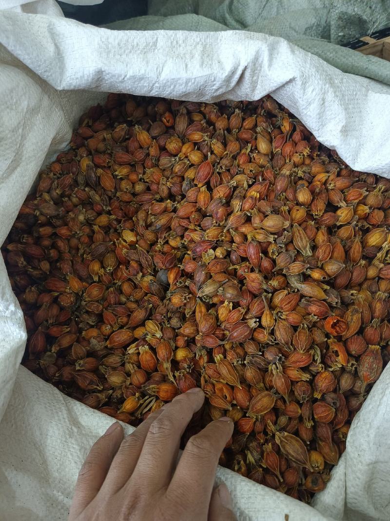 栀子好统货产地江西永盛药业品种齐全质量好价格低