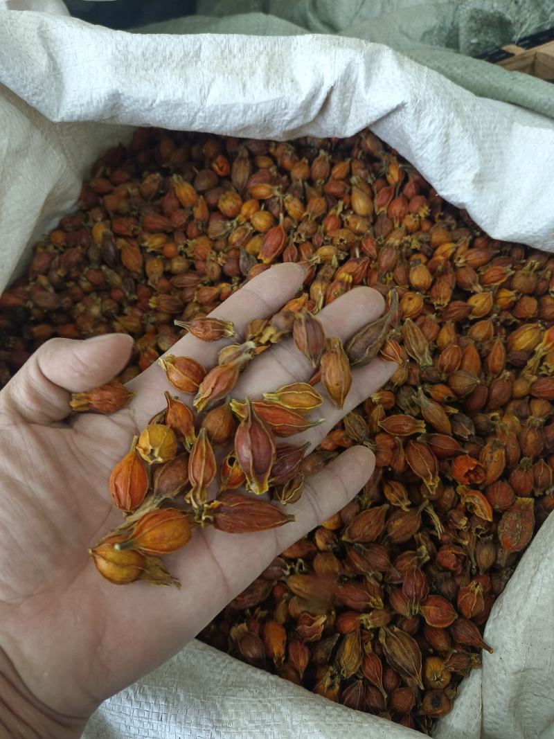 栀子好统货产地江西永盛药业品种齐全质量好价格低