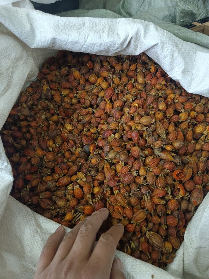 栀子好统货产地江西永盛药业品种齐全质量好价格低