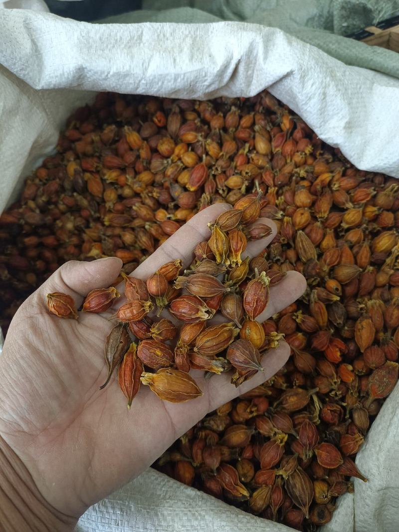 栀子好统货产地江西永盛药业品种齐全质量好价格低