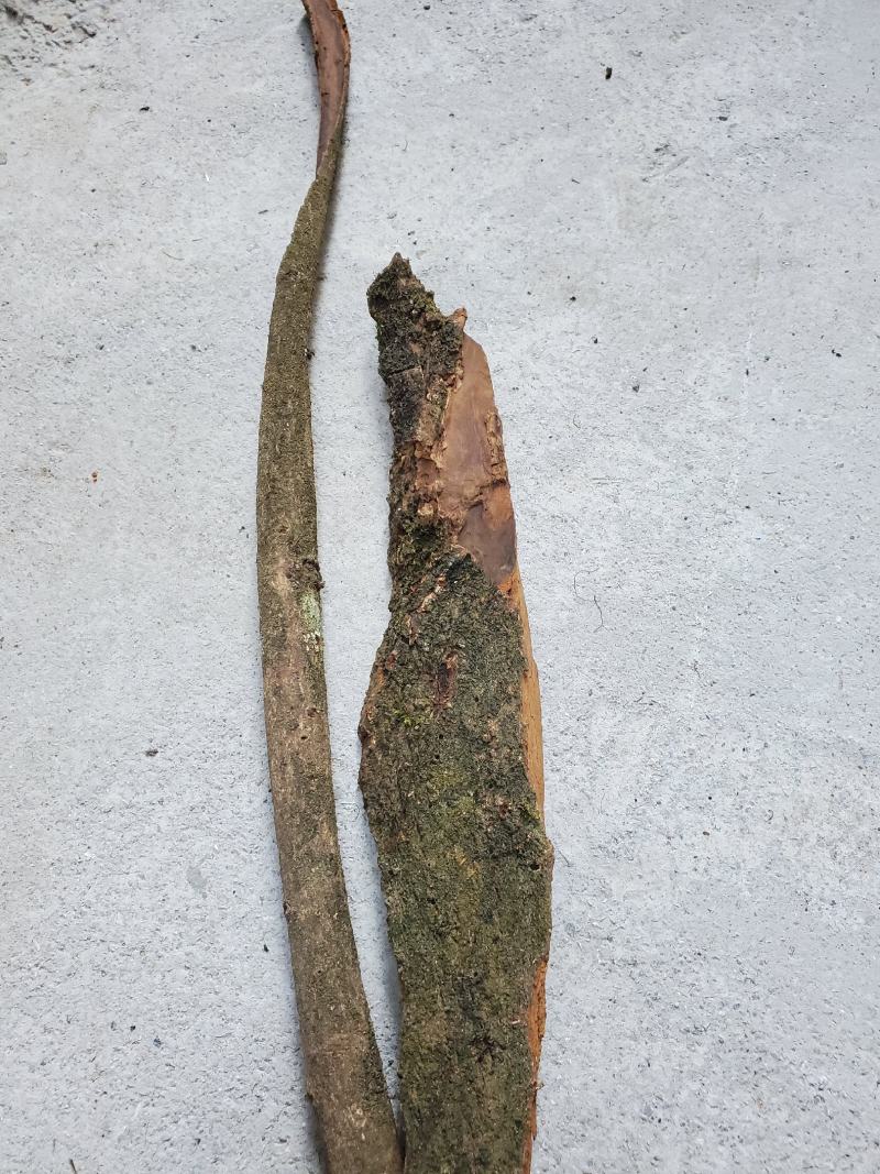 樟树皮