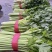 精品芹菜，西芹大量上市65公分以上产地供货供应全国！