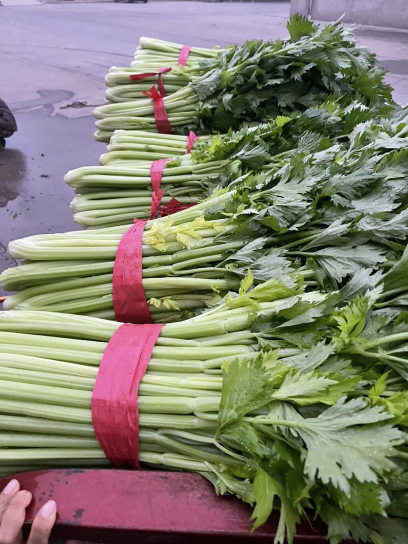精品芹菜，西芹大量上市65公分以上产地供货供应全国！