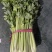 精品芹菜，西芹大量上市65公分以上产地供货供应全国！