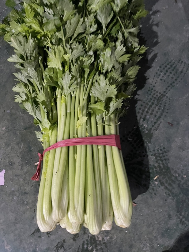 精品芹菜，西芹大量上市65公分以上产地供货供应全国！