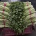 精品芹菜，西芹大量上市65公分以上产地供货供应全国！