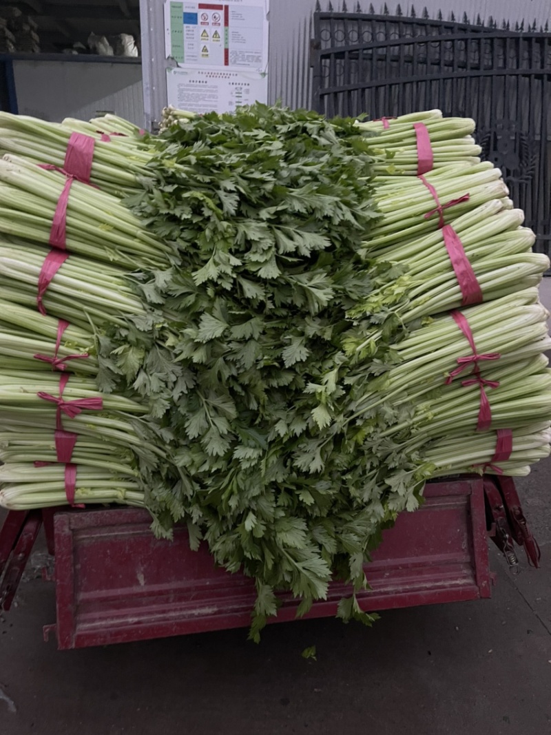 精品芹菜，西芹大量上市65公分以上产地供货供应全国！