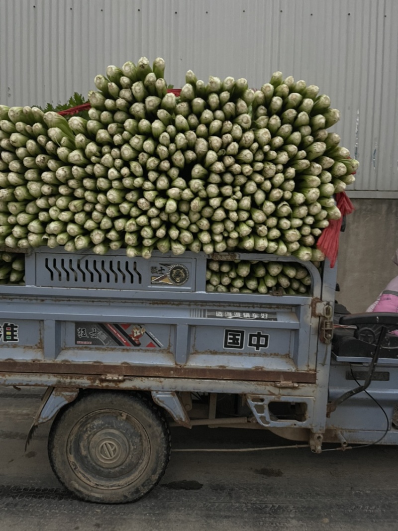 精品芹菜，西芹大量上市65公分以上产地供货供应全国！