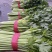 精品芹菜，西芹大量上市65公分以上产地供货供应全国！