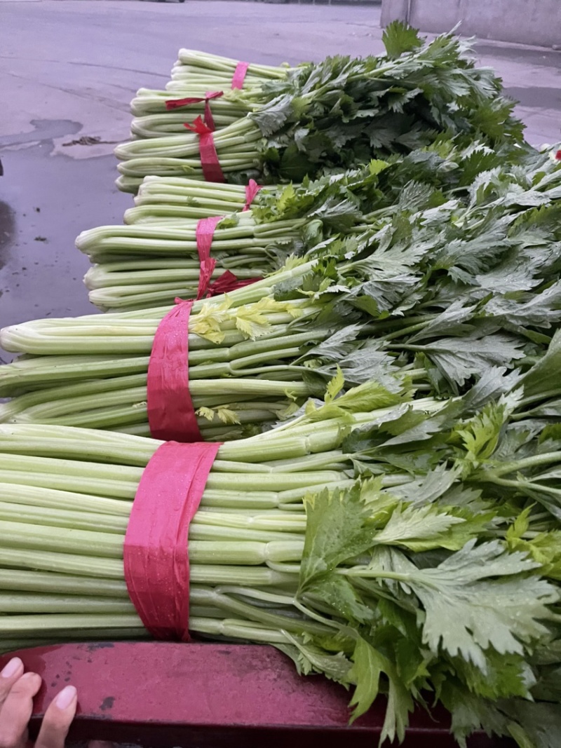 精品芹菜，西芹大量上市65公分以上产地供货供应全国！