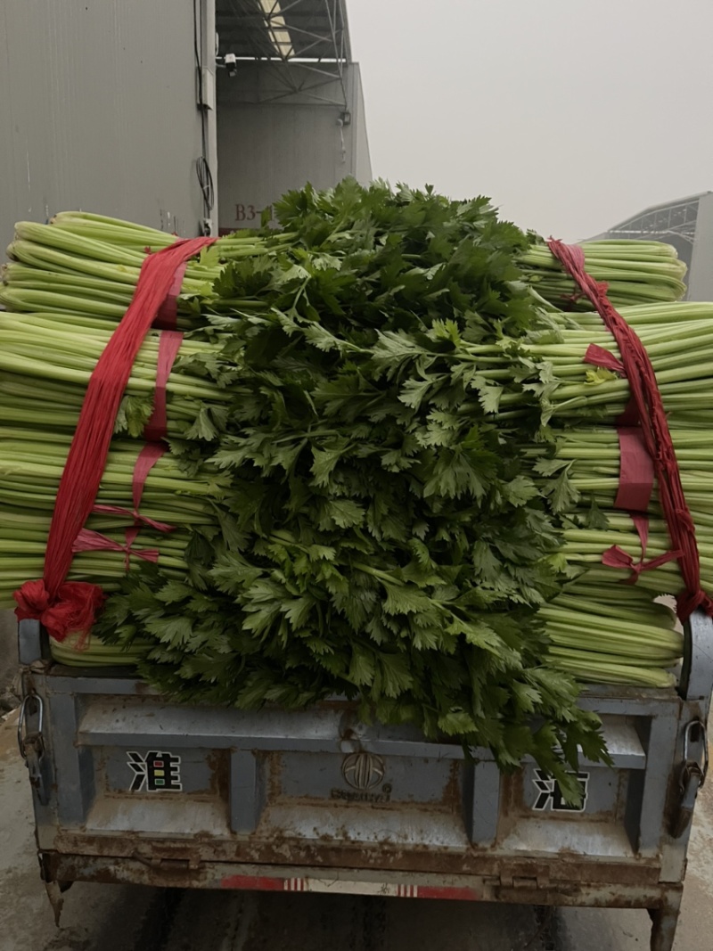 精品芹菜，西芹大量上市65公分以上产地供货供应全国！