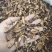 皱木瓜产地湖北好统货永盛药业品种齐全质量好价格低