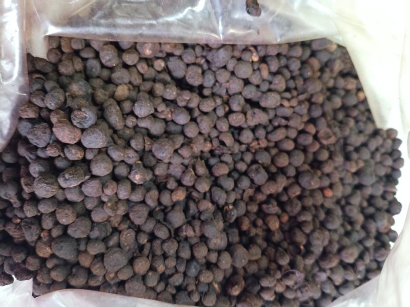 地下明珠，中药材地下珍珠土地子铁秤锤一粒金丹茅膏菜根寸金