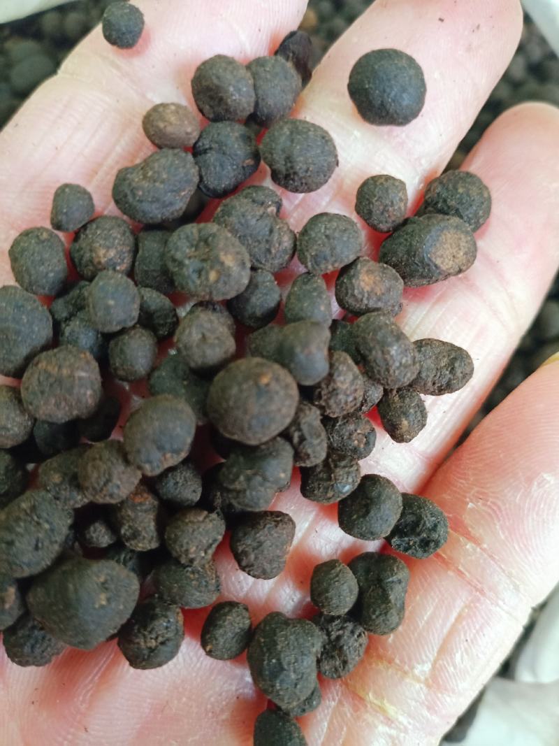 地下明珠，中药材地下珍珠土地子铁秤锤一粒金丹茅膏菜根寸金