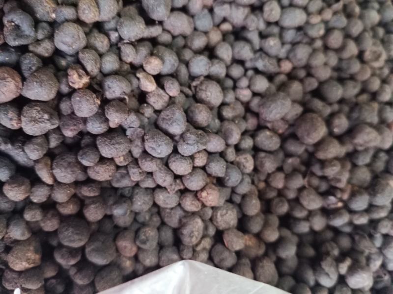 地下明珠，中药材地下珍珠土地子铁秤锤一粒金丹茅膏菜根寸金