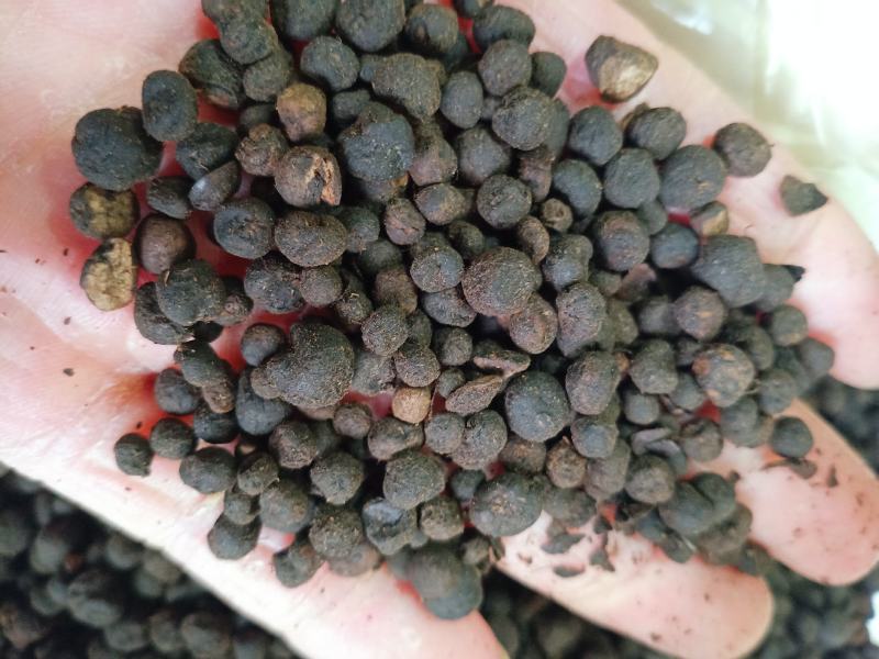 地下明珠，中药材地下珍珠土地子铁秤锤一粒金丹茅膏菜根寸金