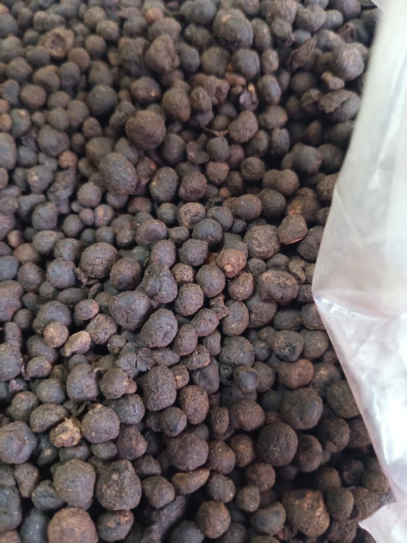 地下明珠，中药材地下珍珠土地子铁秤锤一粒金丹茅膏菜根寸金