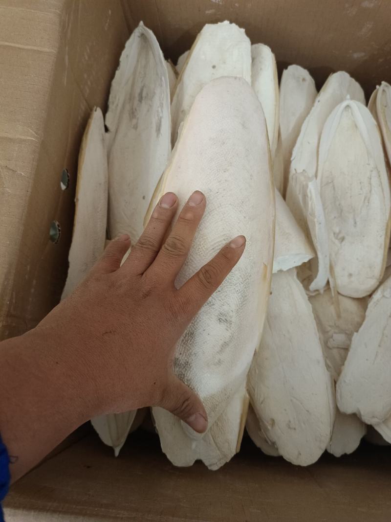 海螵蛸产地福建大选个永盛药业品种齐全质量好价格低