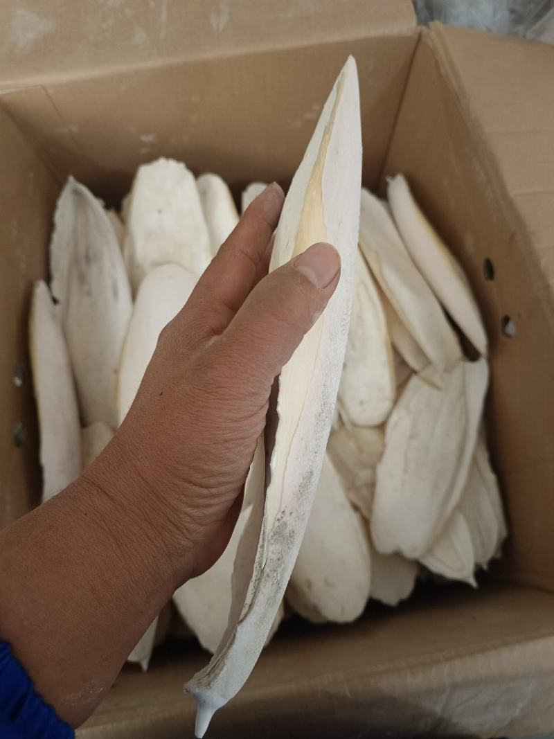 海螵蛸产地福建大选个永盛药业品种齐全质量好价格低