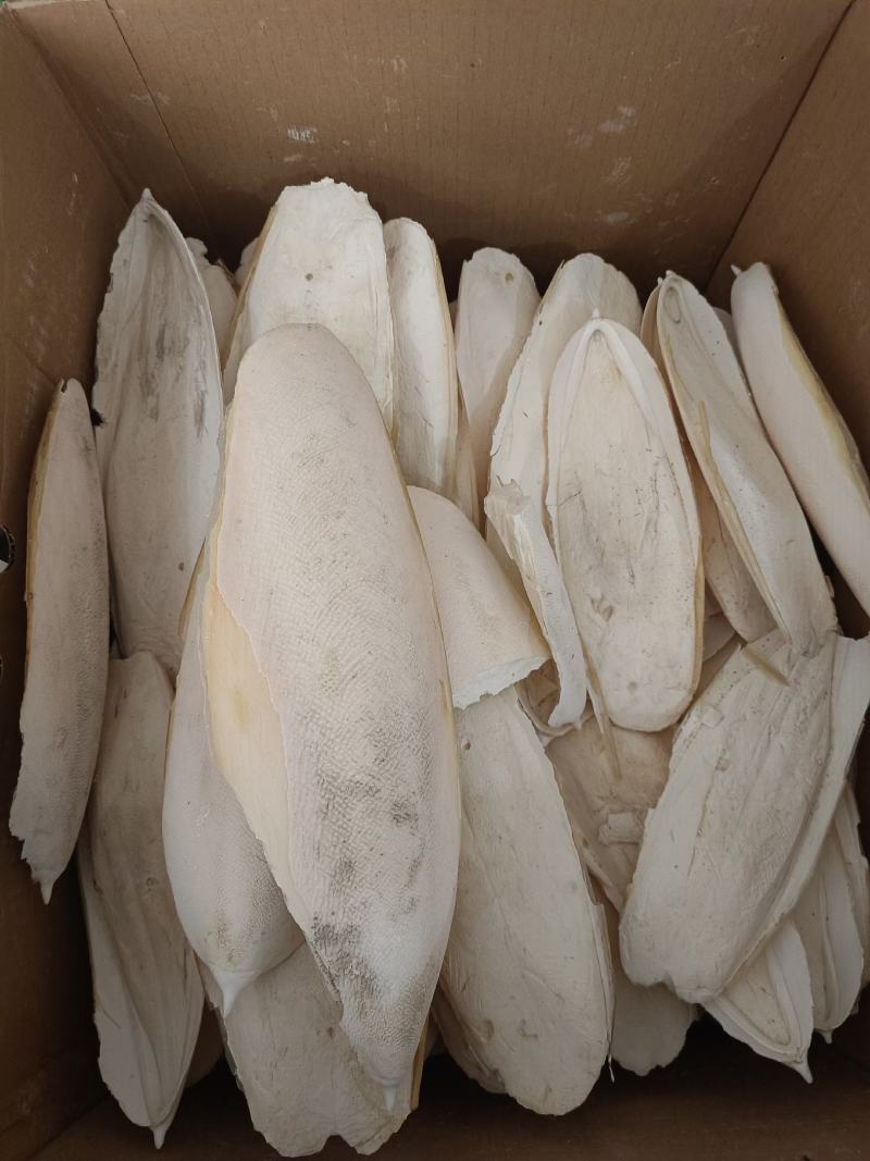 海螵蛸产地福建大选个永盛药业品种齐全质量好价格低