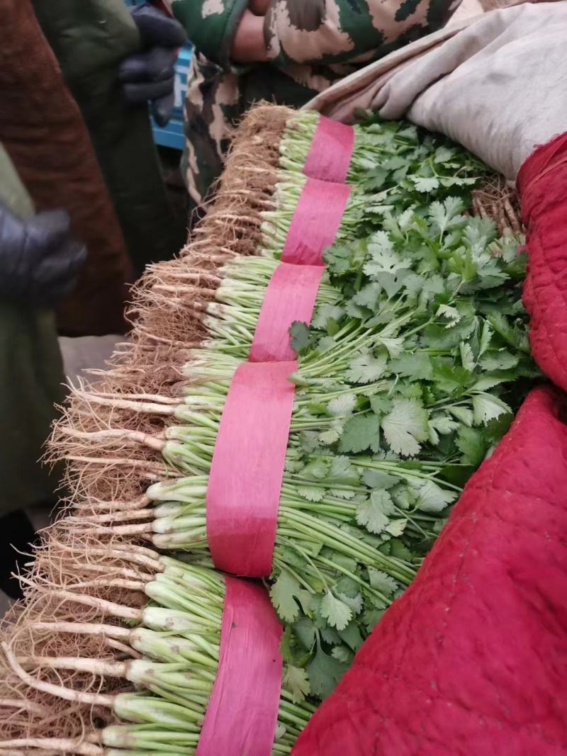 河北精品香菜货源充足产地发货对接市场商超食堂