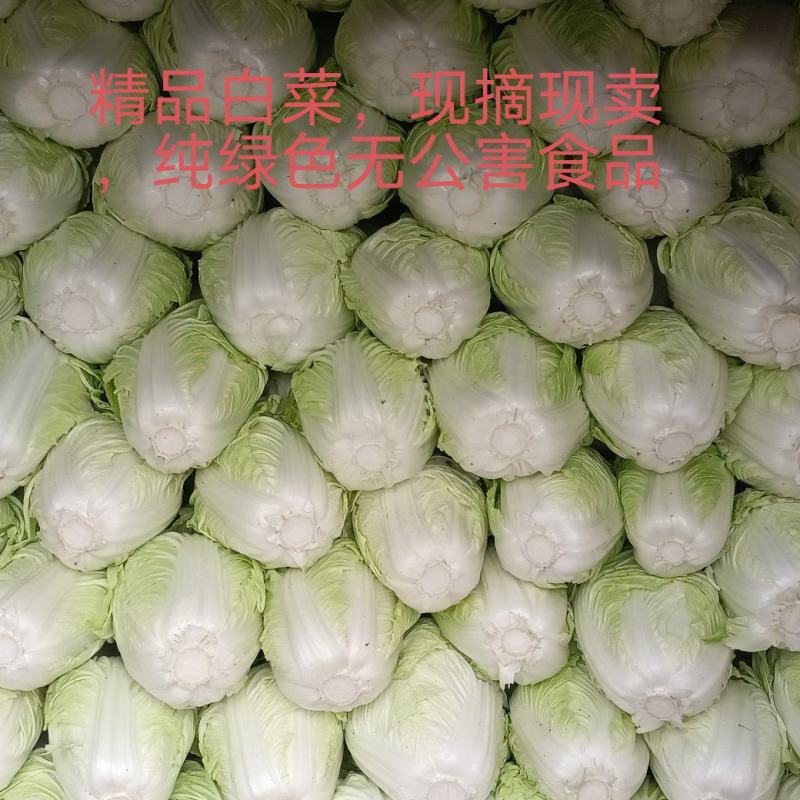河南鸡腿白菜开封万亩蔬菜水果基地欢迎各位老板前来选购