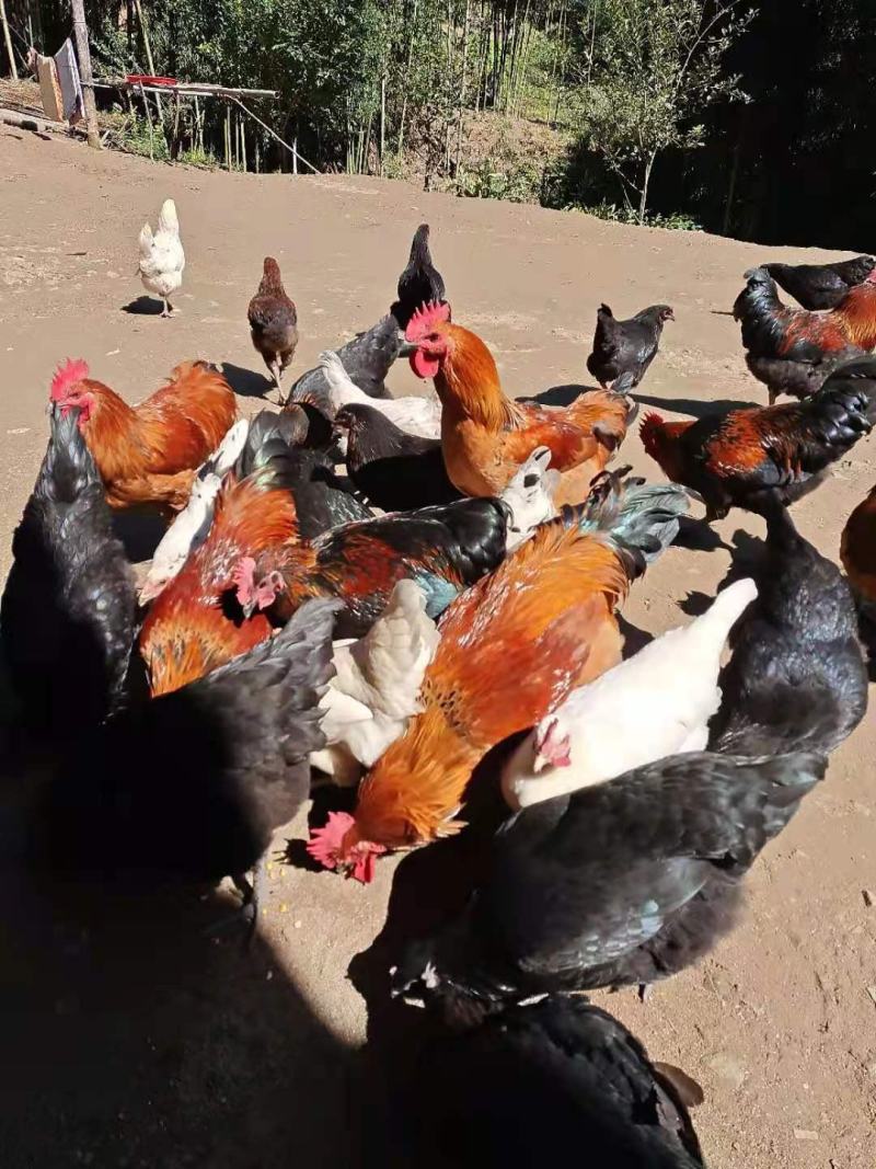 正宗放养土鸡