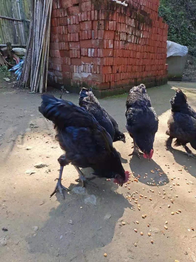 正宗放养土鸡