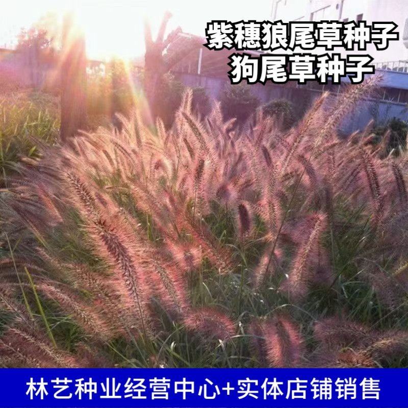 紫穗狼尾草种子观赏狼尾草种四季狗尾草种籽庭院室外护坡花海
