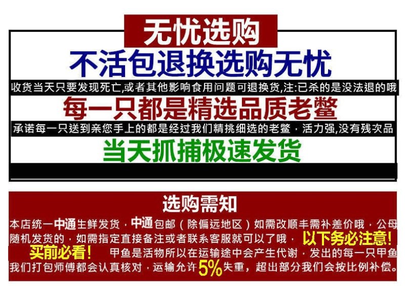 鲜活甲鱼活体免邮食用新鲜卤味小甲鱼鳖中华苗王八水鱼团鱼