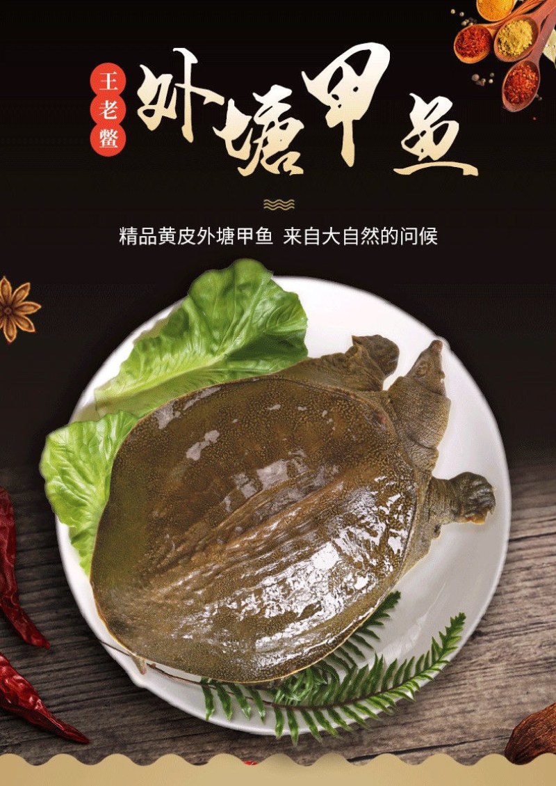 鲜活甲鱼活体免邮食用新鲜卤味小甲鱼鳖中华苗王八水鱼团鱼