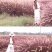 紫穗狼尾草种子观赏狼尾草种四季狗尾草种籽庭院室外护坡花海
