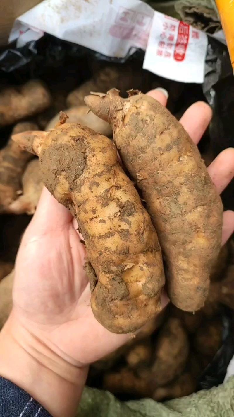 天麻大号中号小号个头均匀一手货源价格美丽