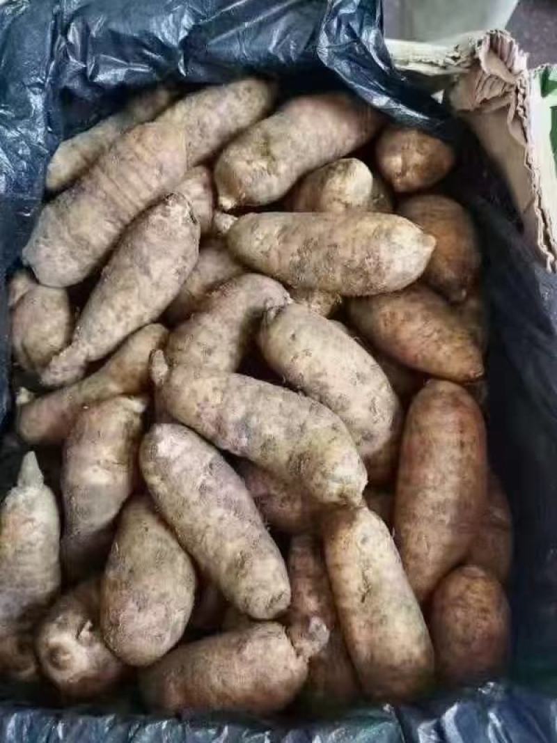 天麻大号中号小号个头均匀一手货源价格美丽