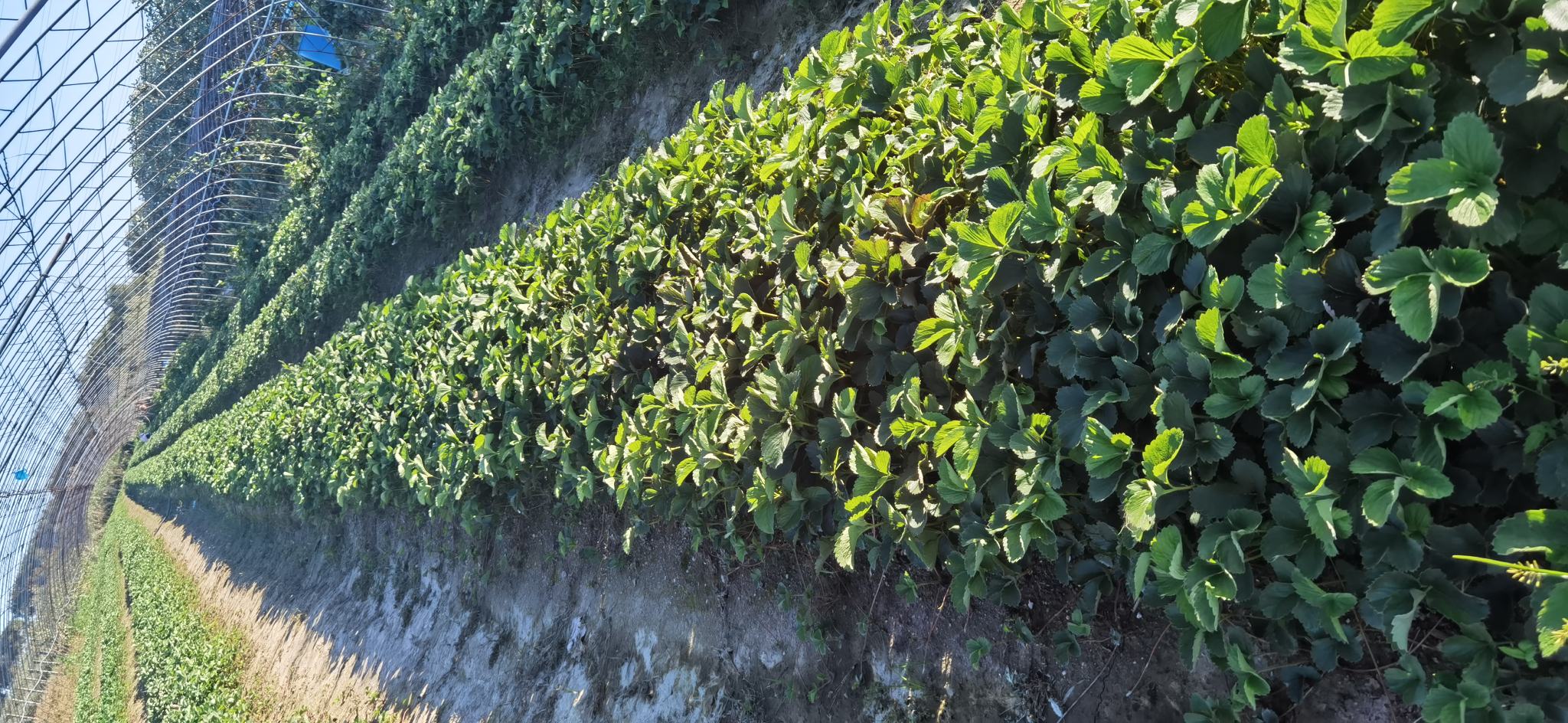 红颜草莓成熟植株,叶片深绿有光泽,花序抽出明显,果实呈鲜红色长圆锥形,坐果均匀,背景为标准化大棚环境,土壤为疏松有机质壤土 红颜草莓植株特写